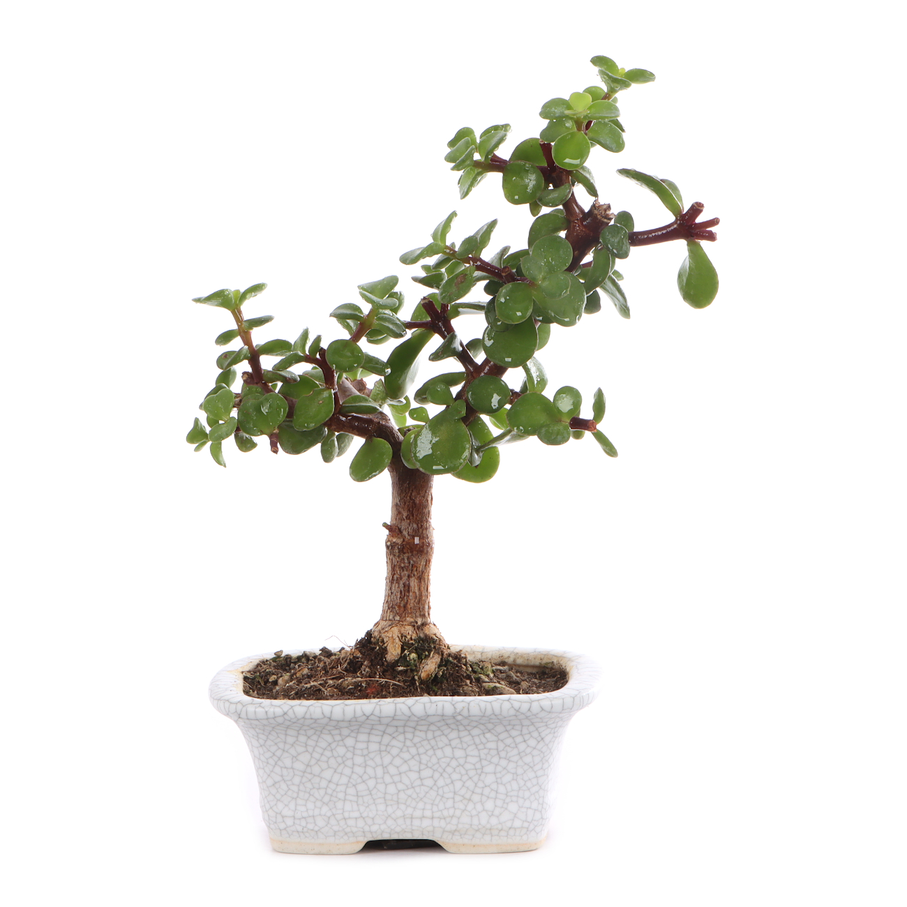 Portulacaria afra