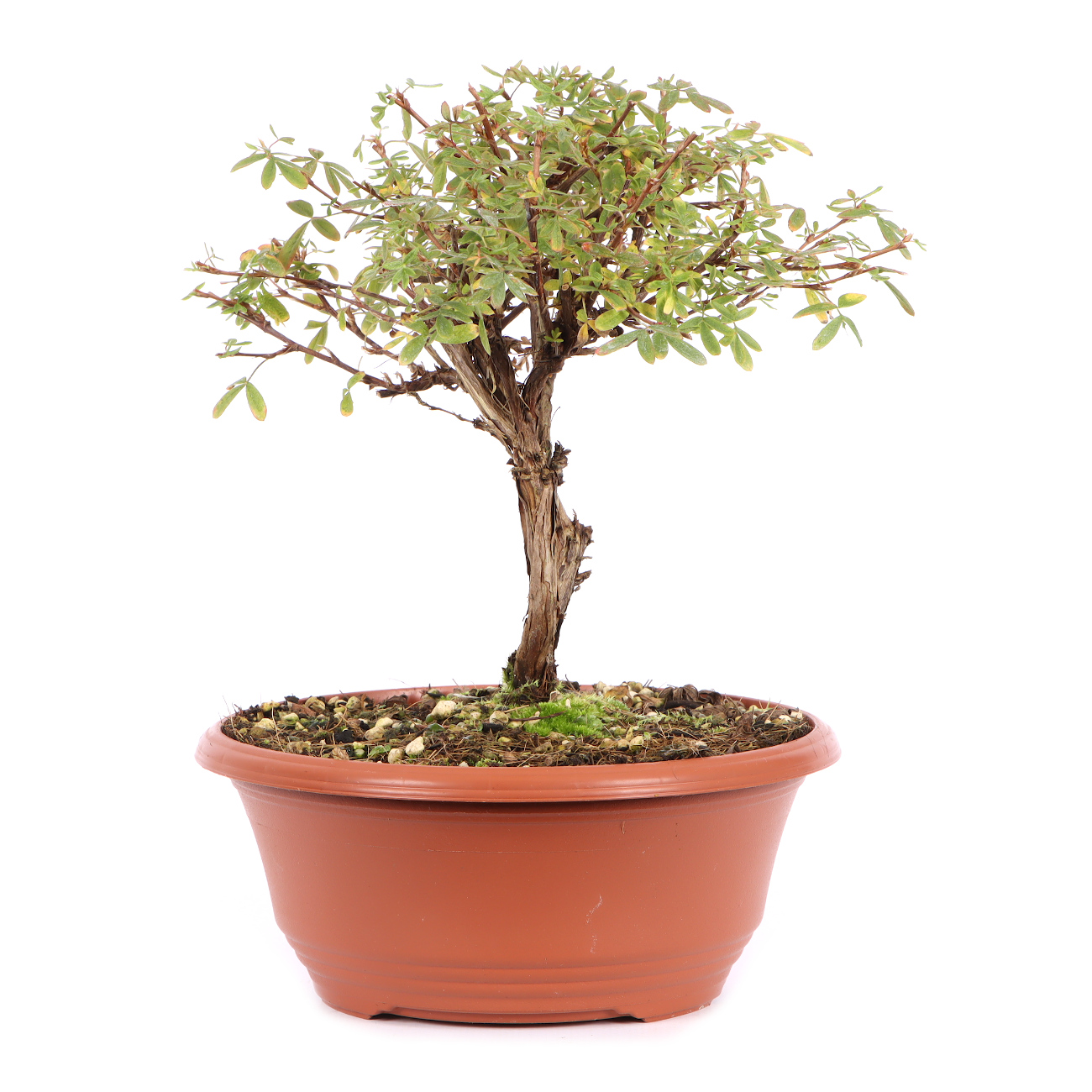 Seitenansicht rechts