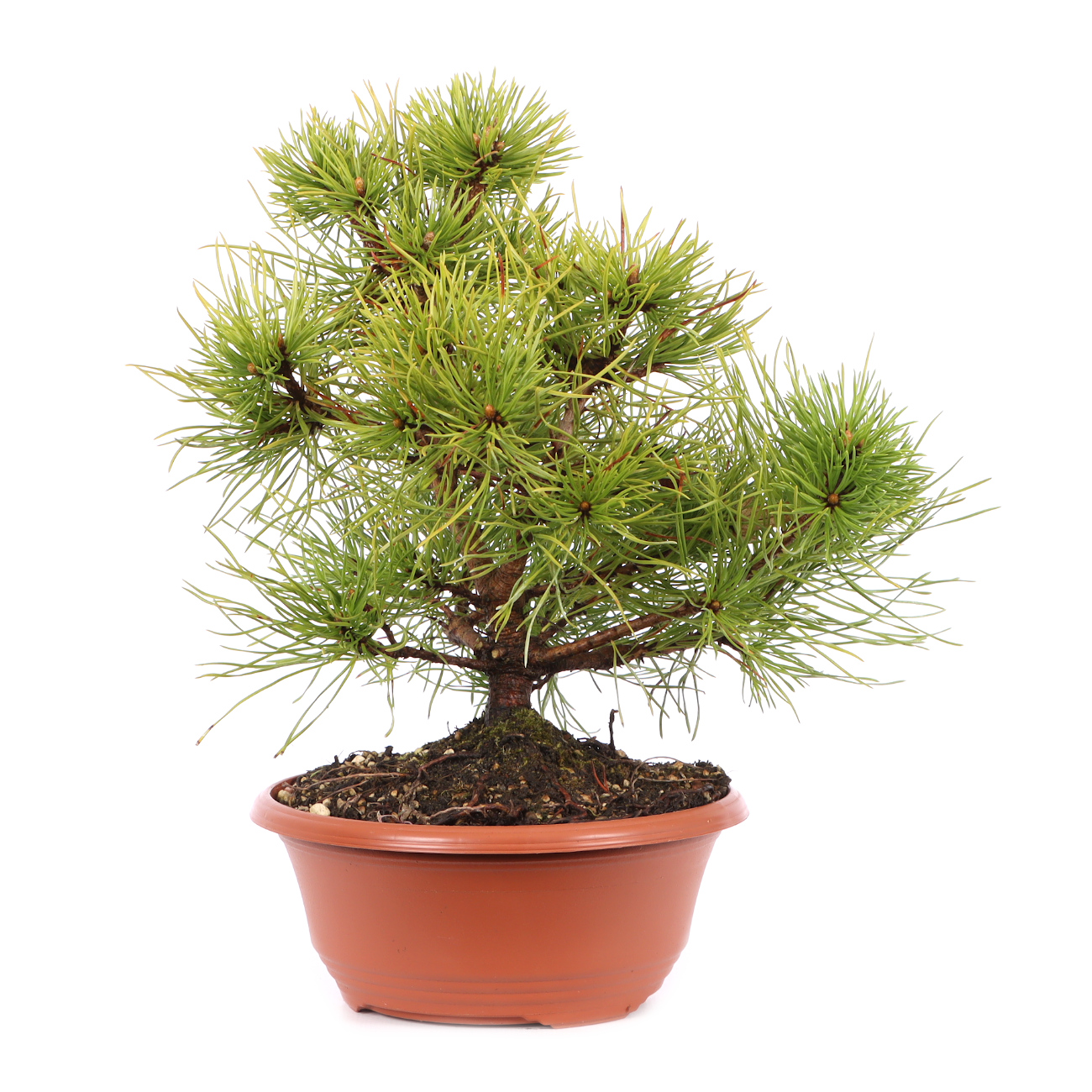 Pinus mugo subsp. uncinata