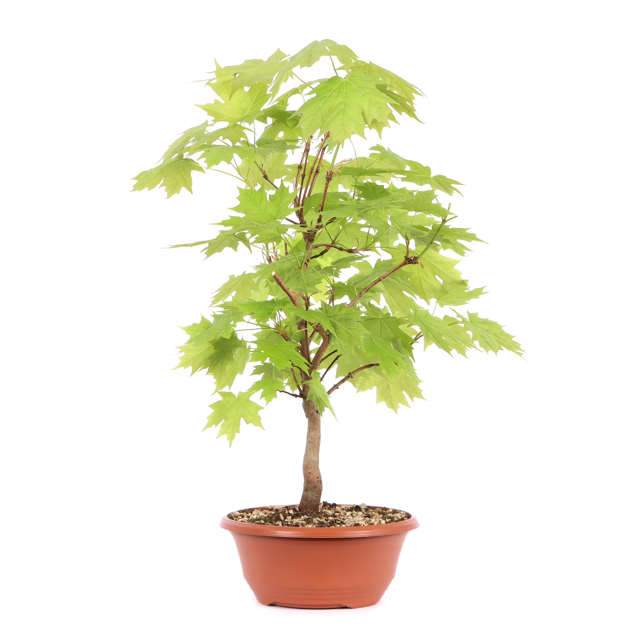 Seitenansicht rechts