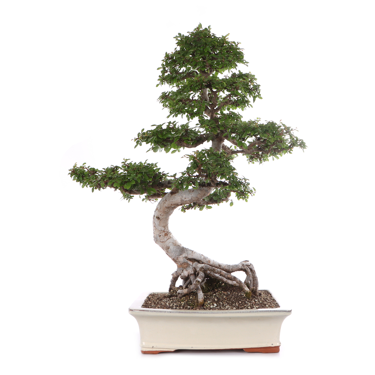Ulmus parvifolia