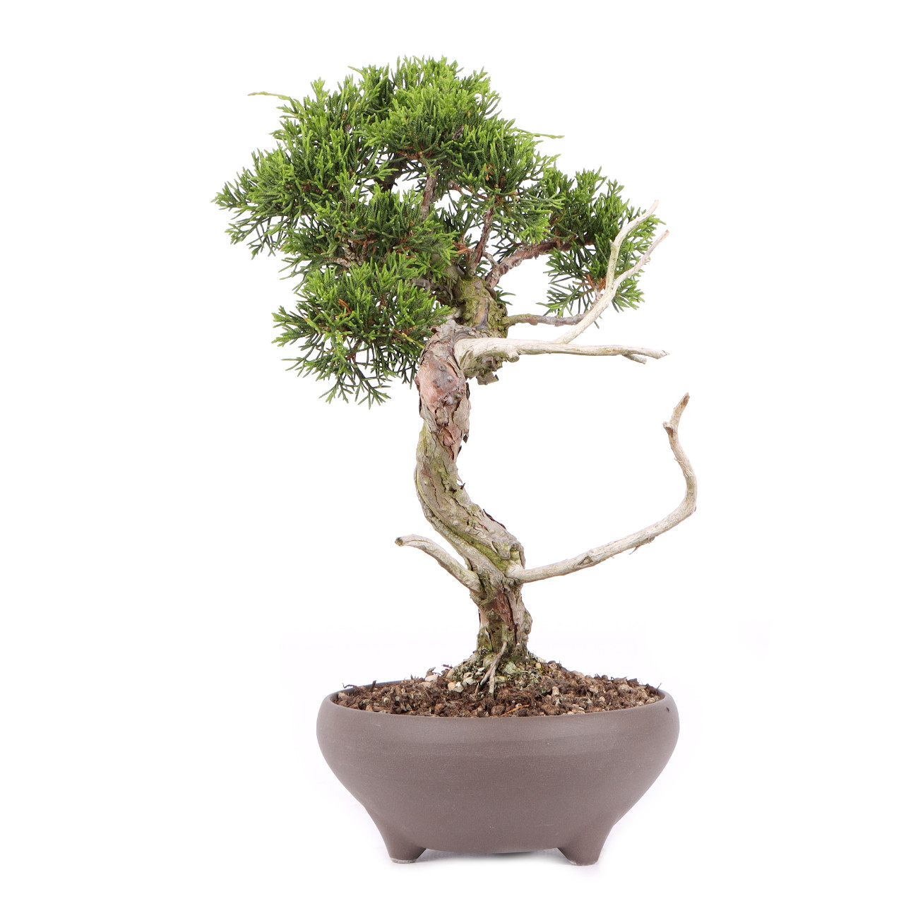 Seitenansicht rechts