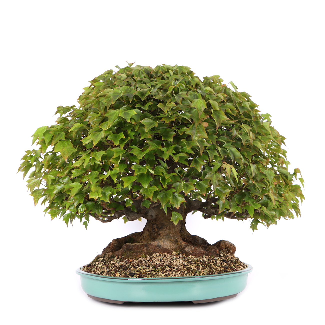 Acer buergerianum