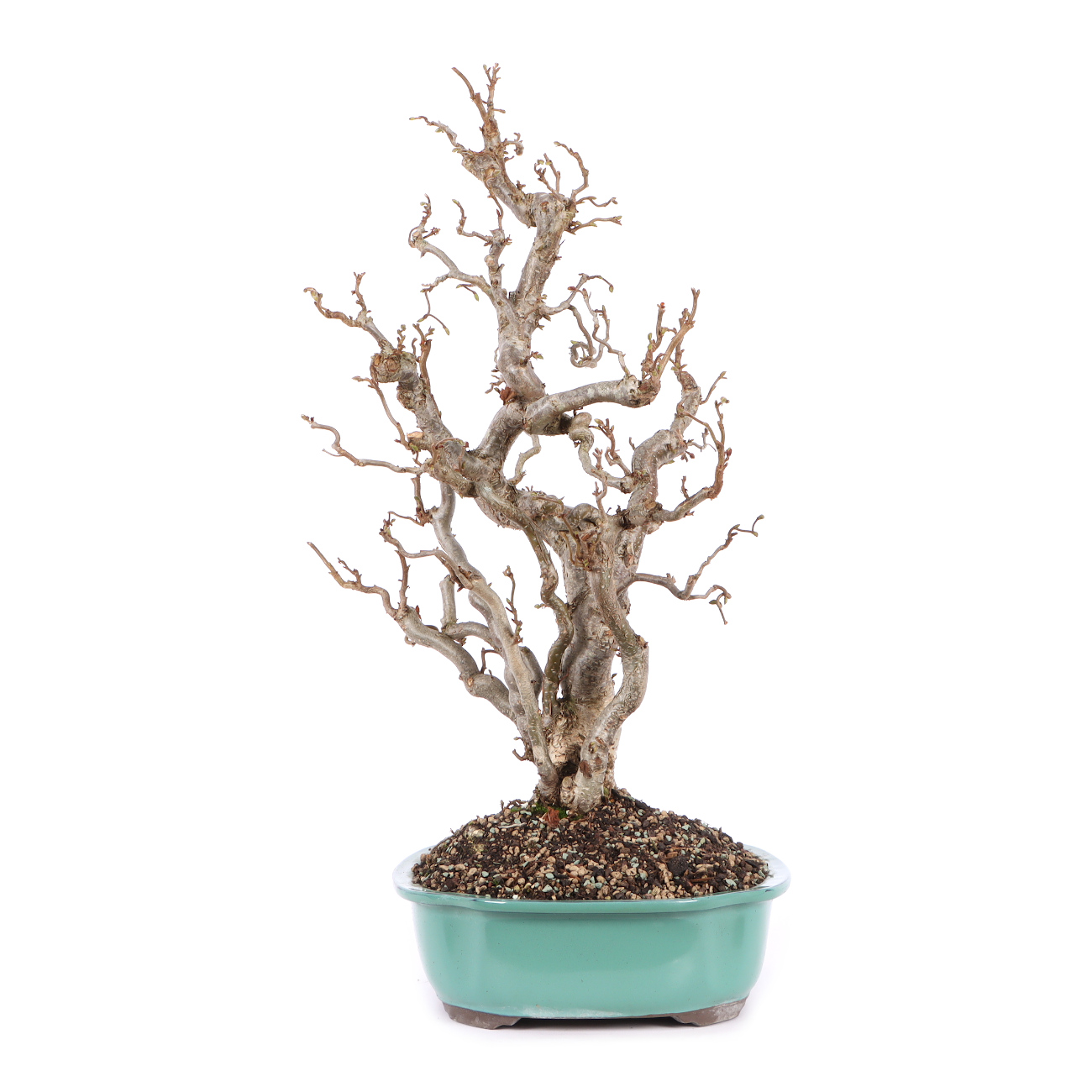 Seitenansicht rechts