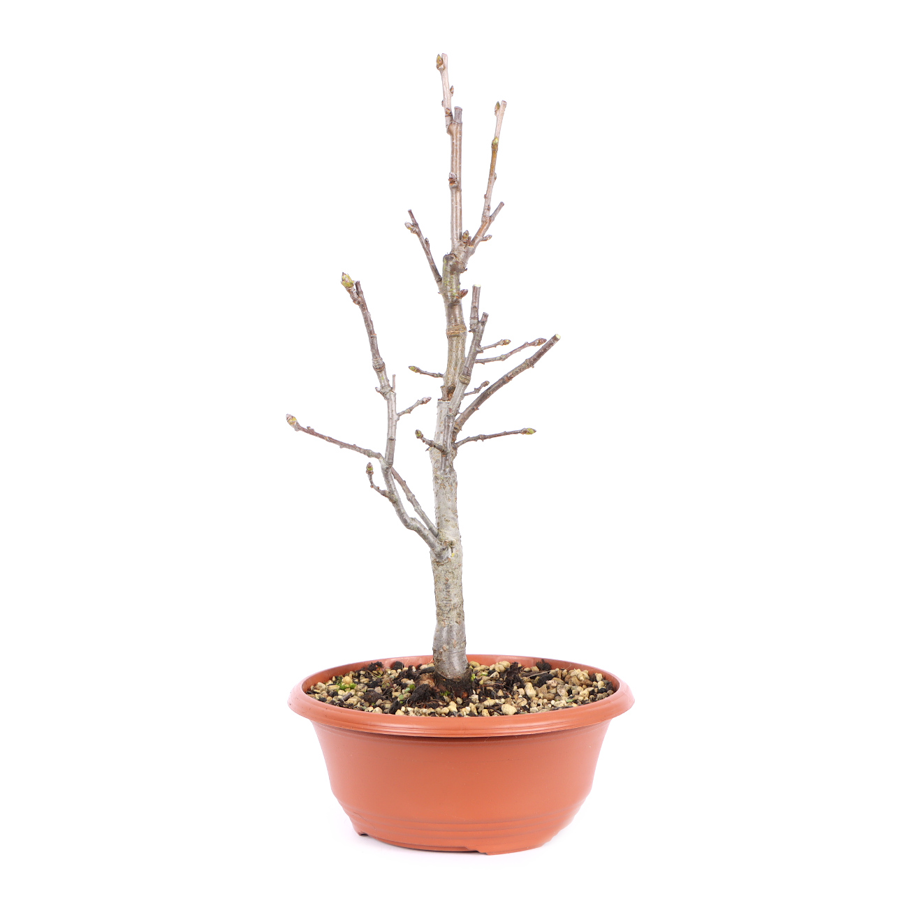 Seitenansicht rechts