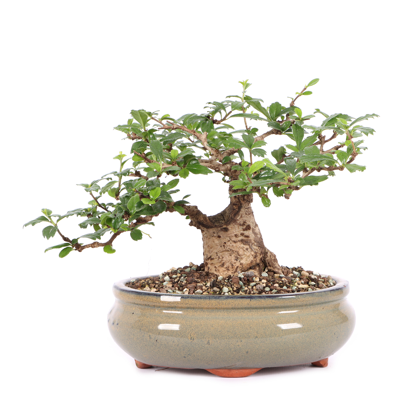 Carmona microphylla