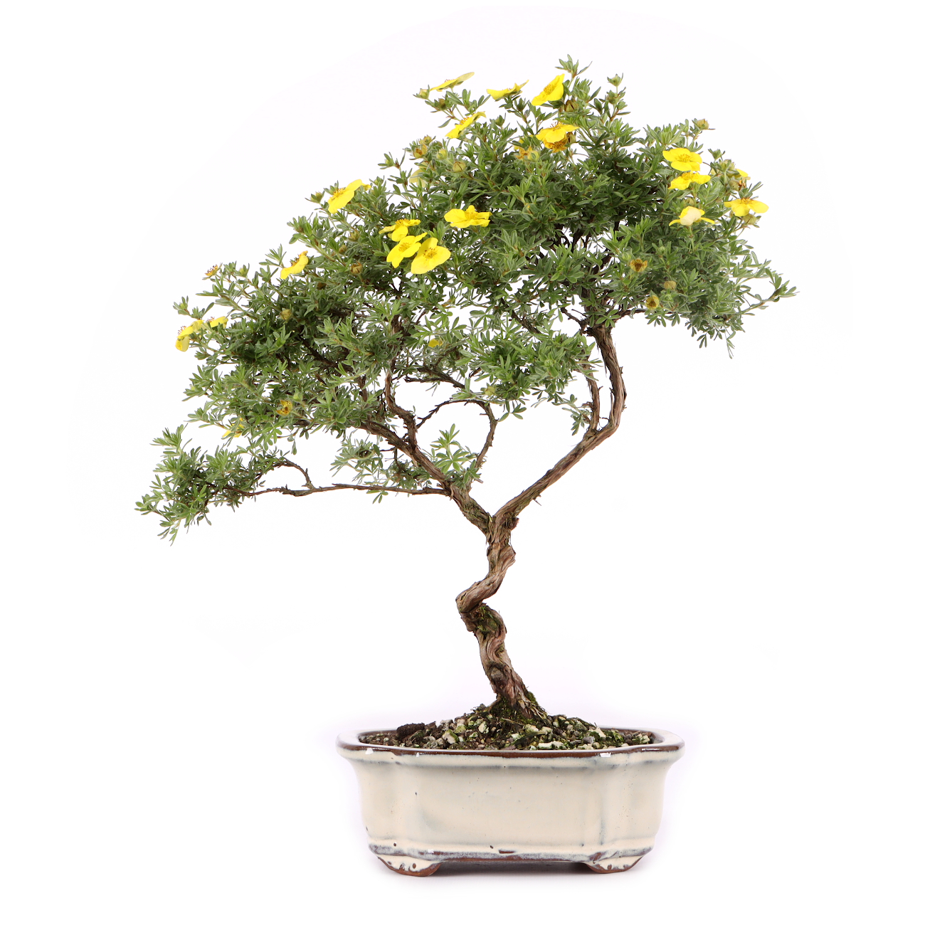 Potentilla fruticosa 'Kobold'