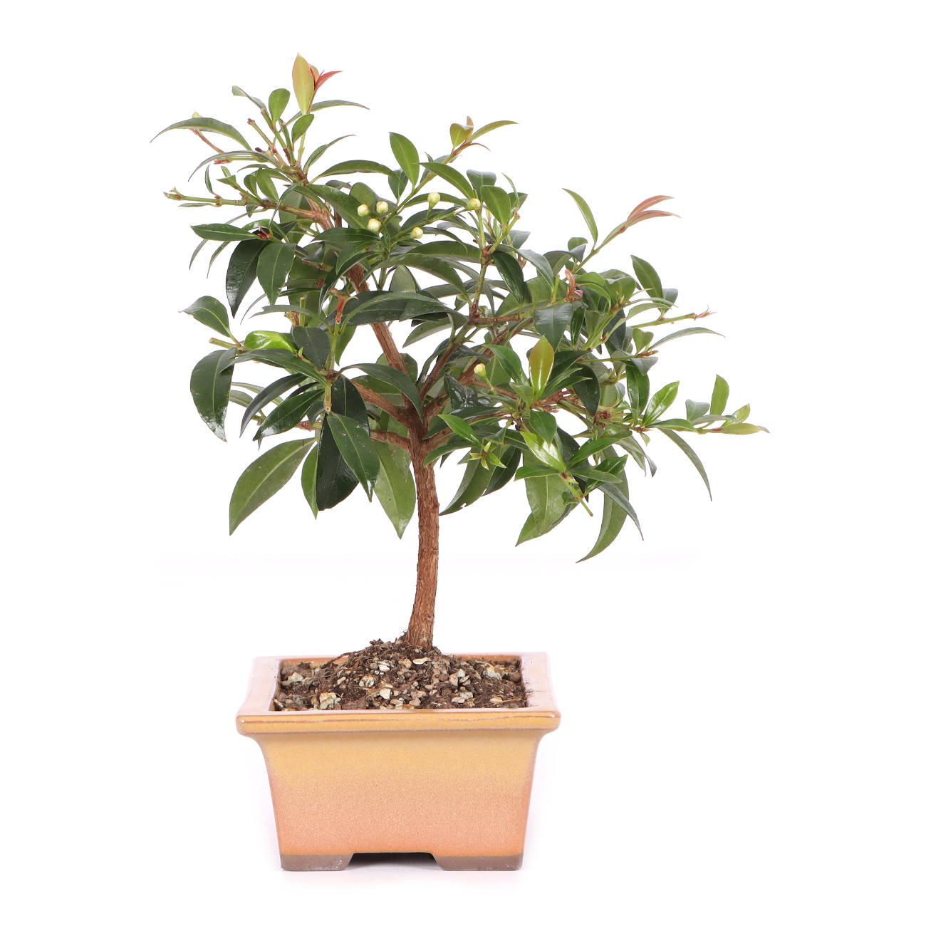 Syzygium paniculatum