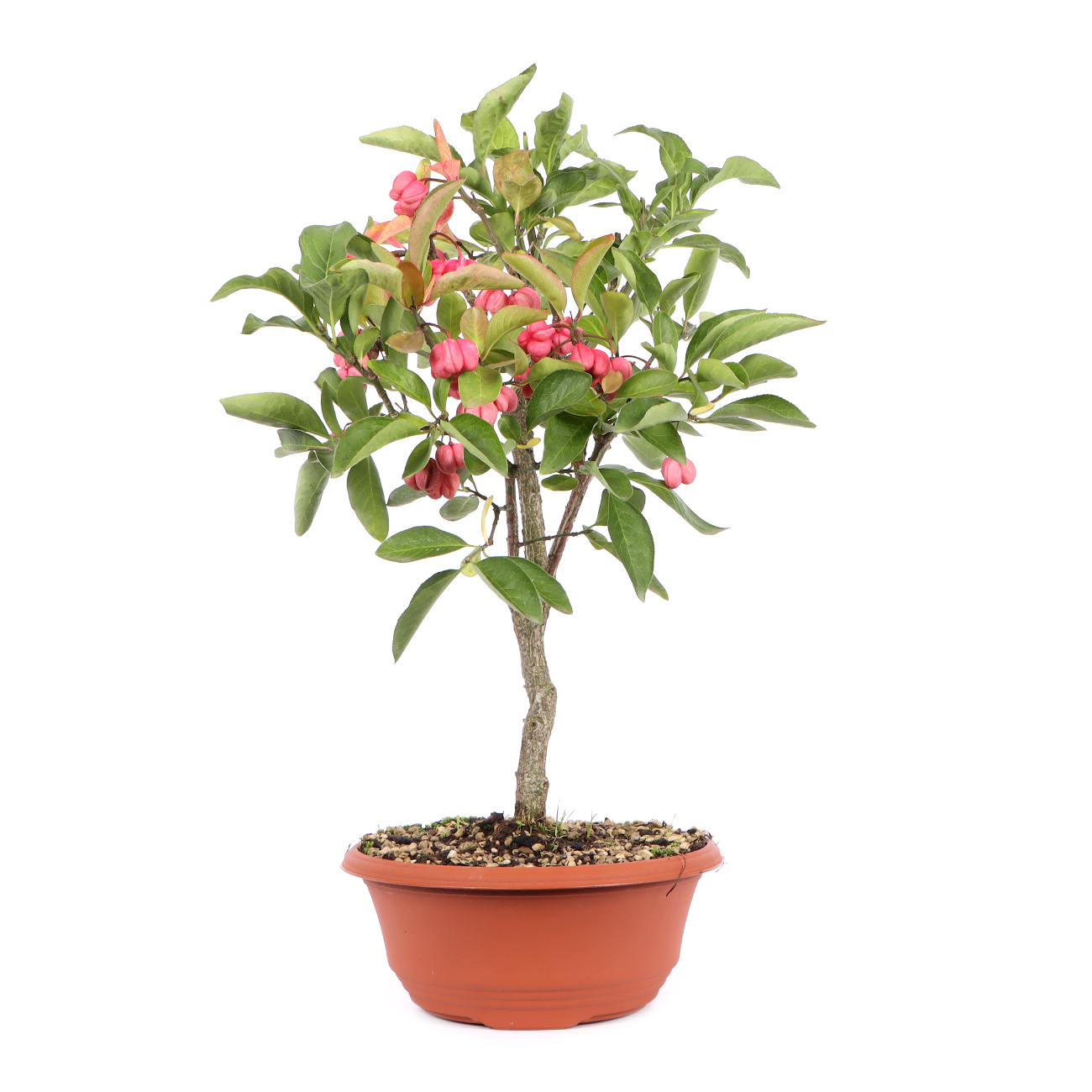 Seitenansicht rechts