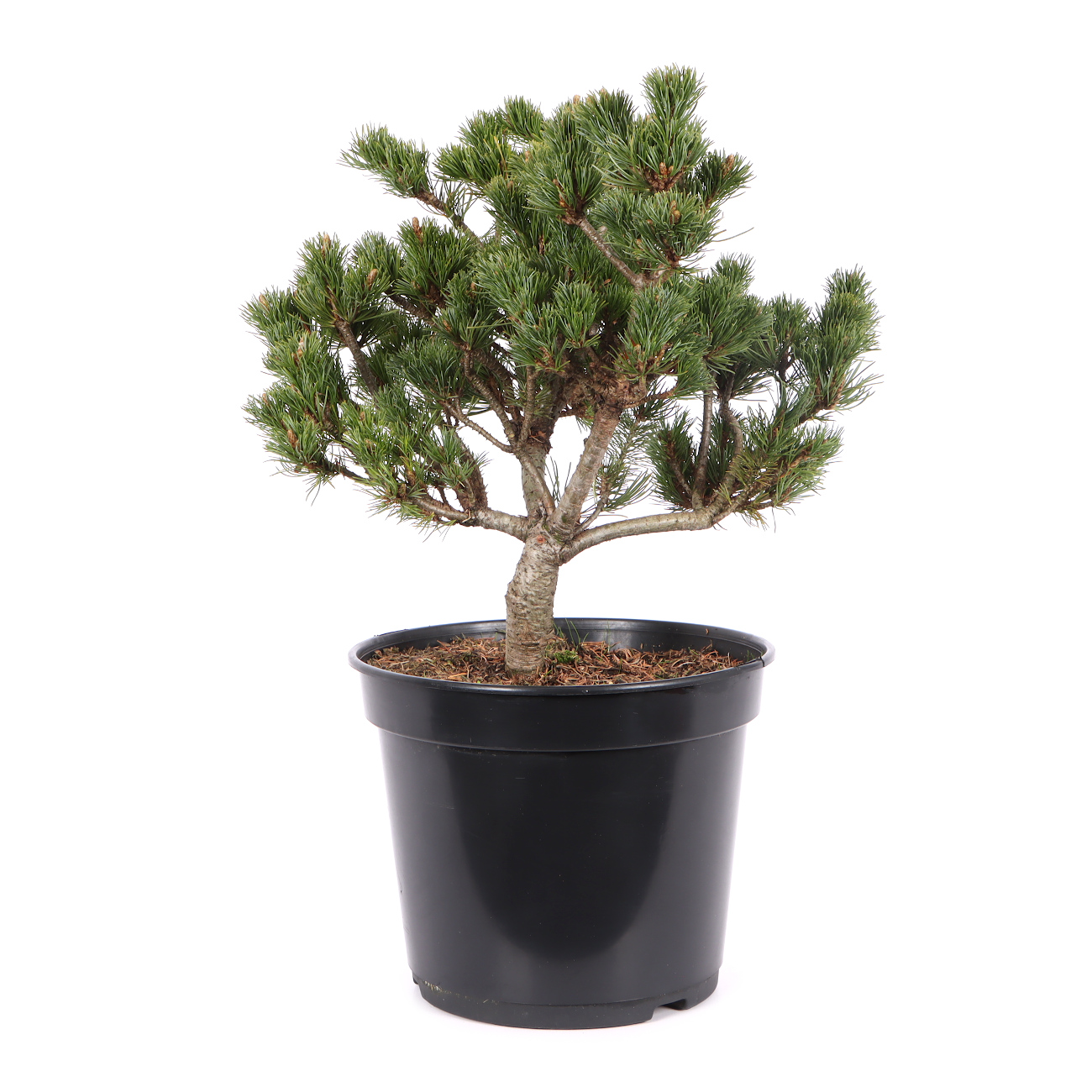 Pinus parviflora 'Kusu Dama'