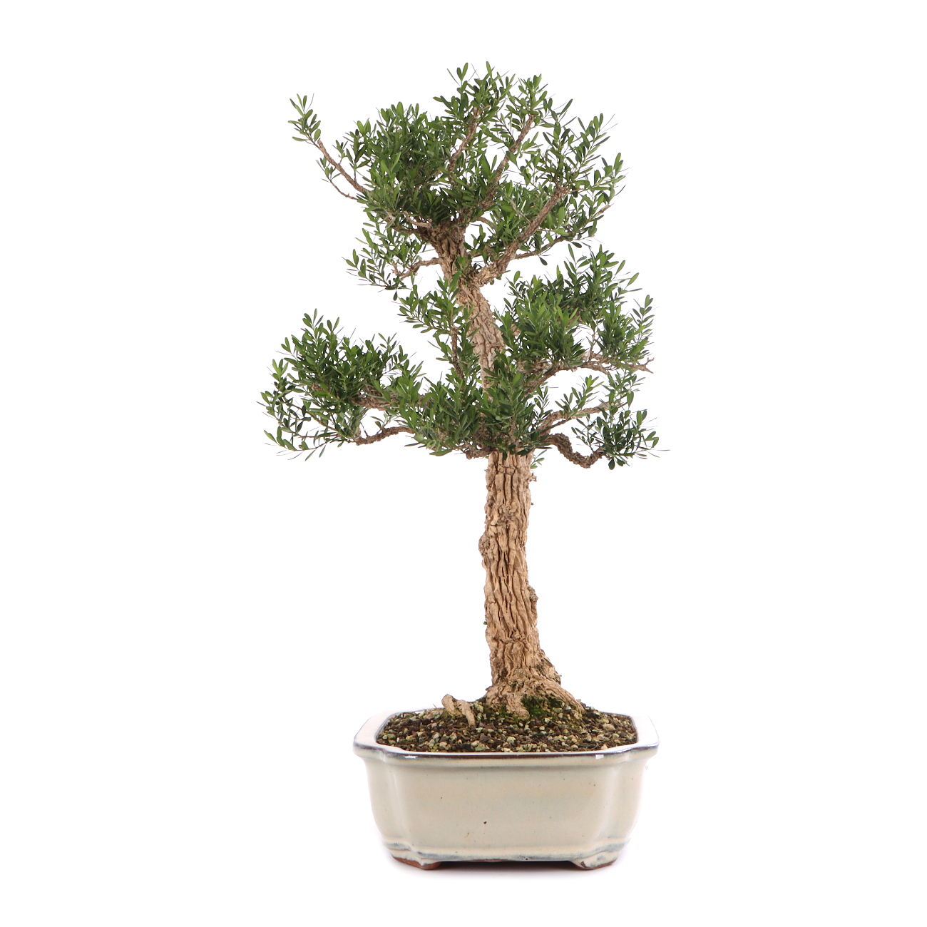 Buxus sinica var. sinica