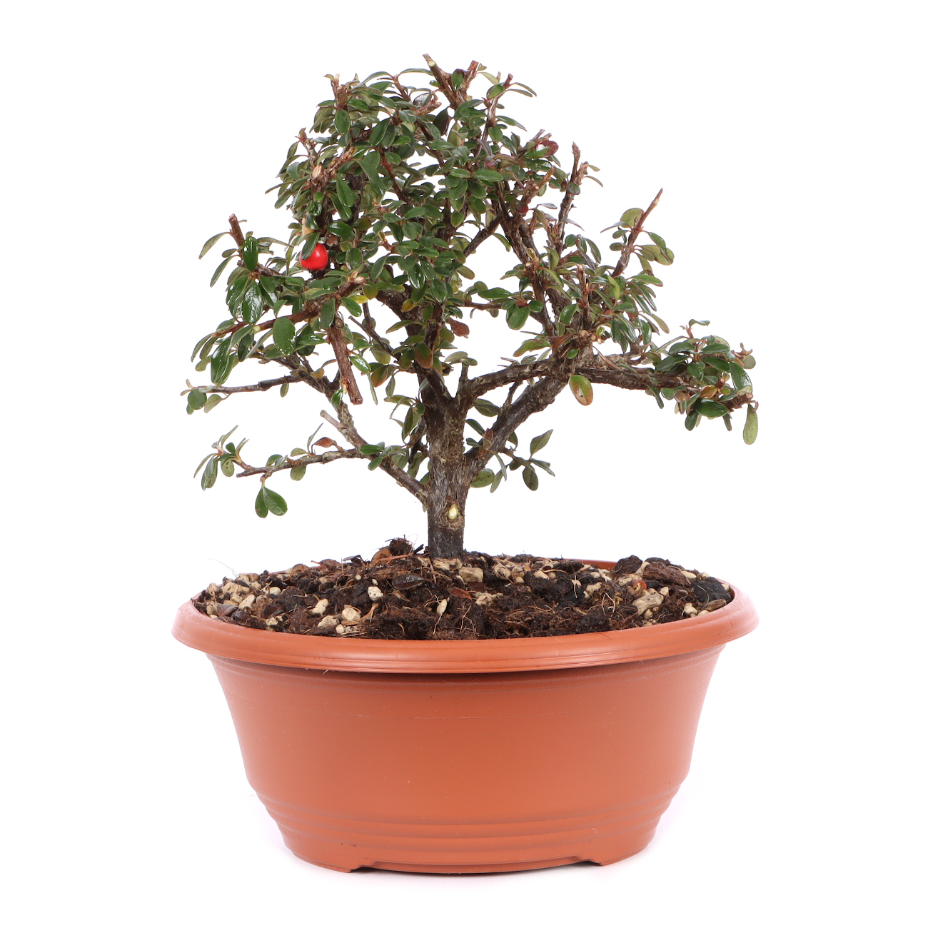 Cotoneaster dammeri 'Skogholm'