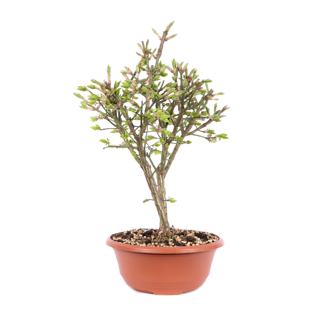 Seitenansicht rechts