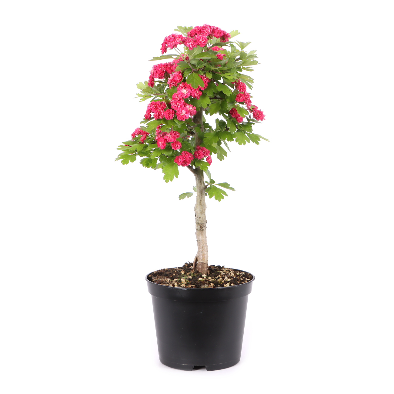 Crataegus laevigata 'Paul's Scarlet'