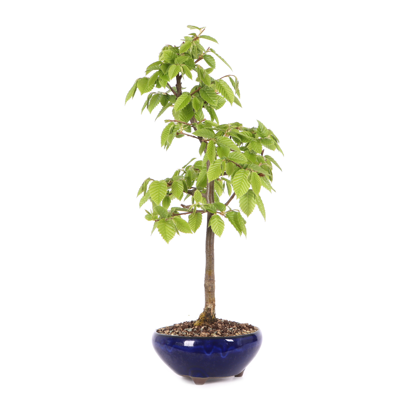 Carpinus betulus