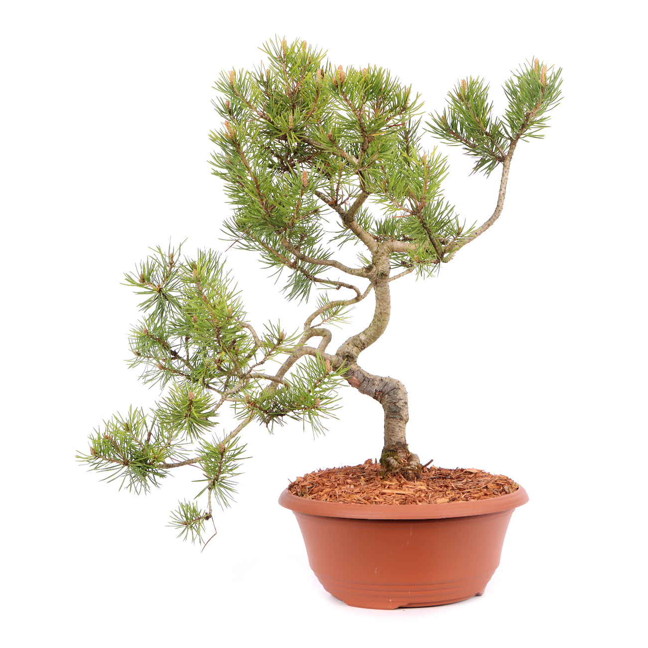 Pinus sylvestris