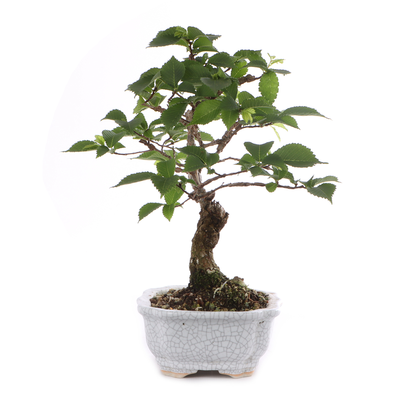 Ulmus minor var.