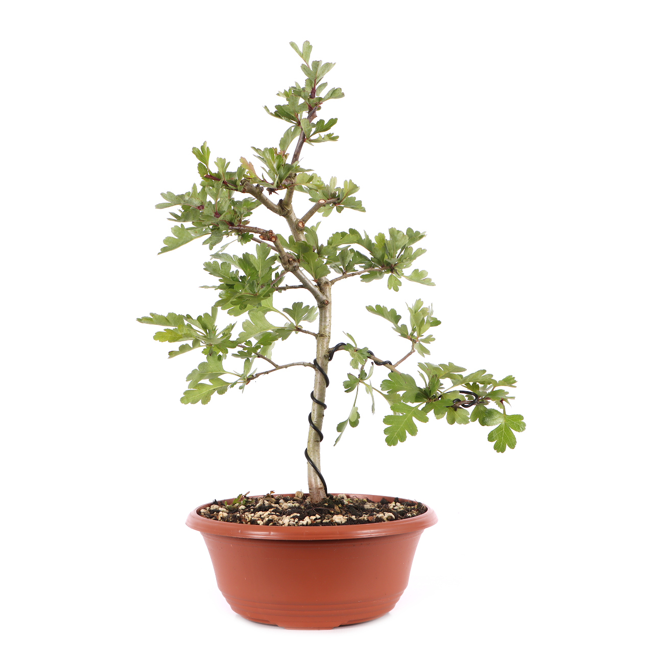 Crataegus monogyna