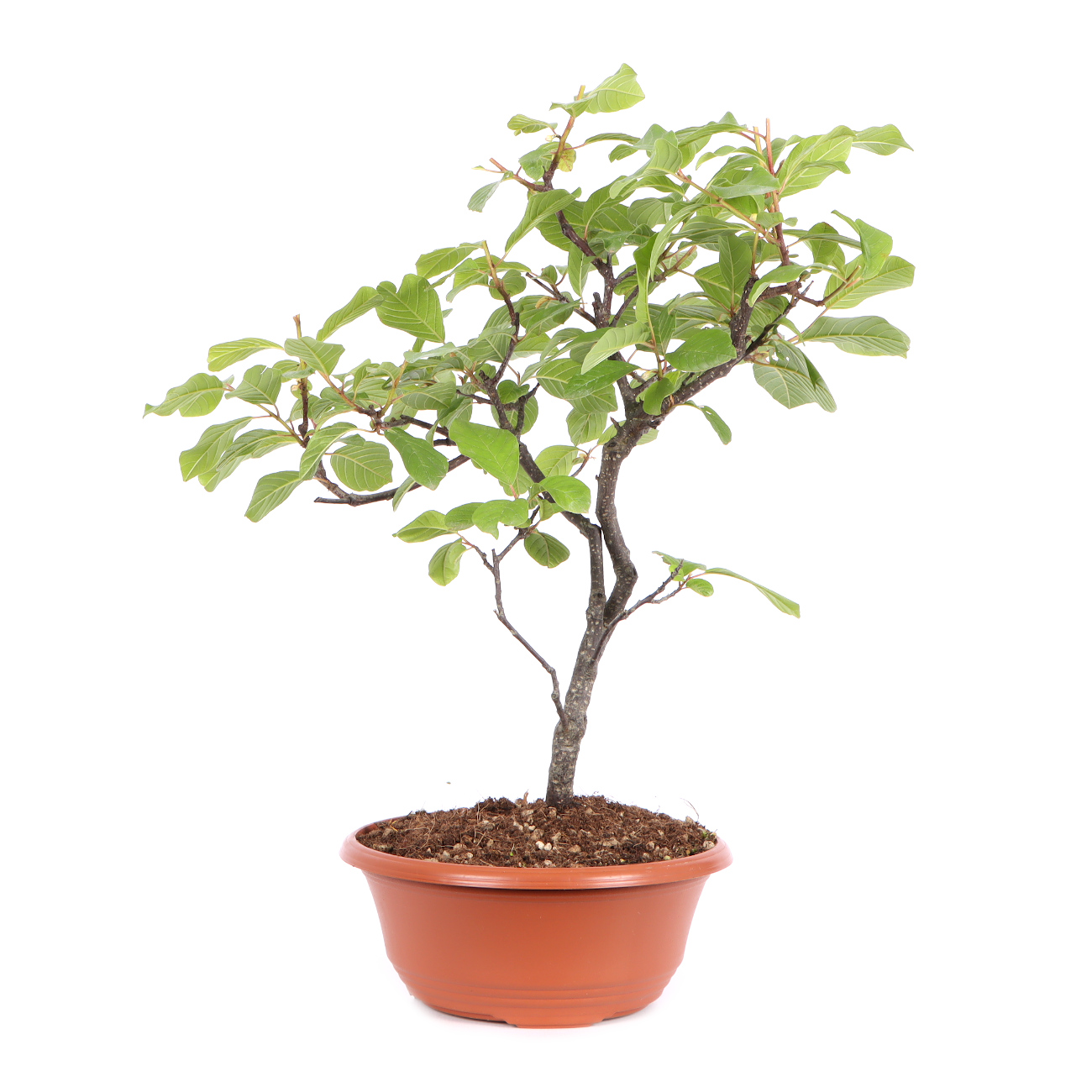 Seitenansicht rechts