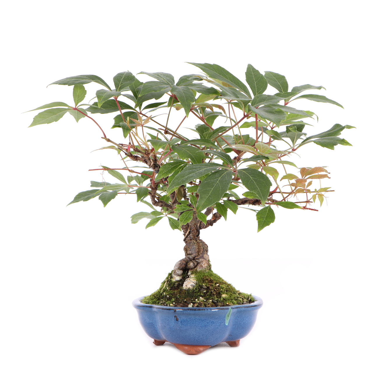 Seitenansicht rechts