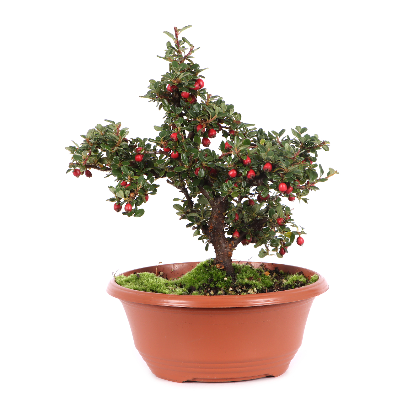 Cotoneaster microphyllus 'Cochleatus'