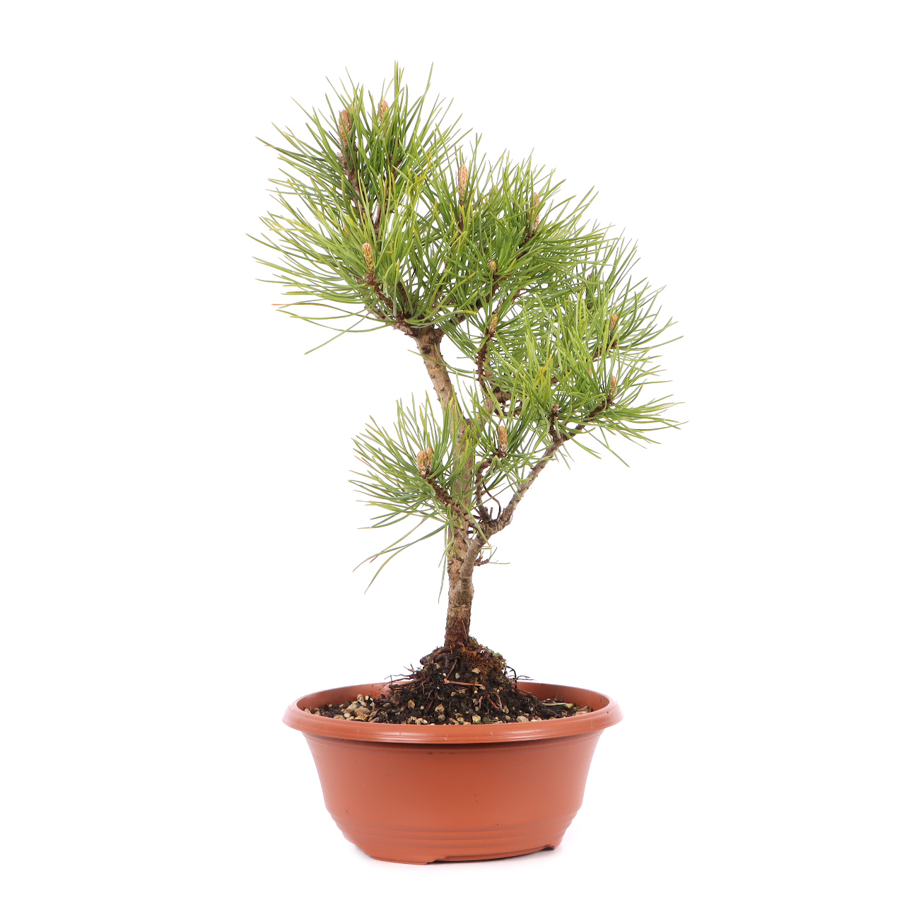 Pinus mugo subsp. uncinata