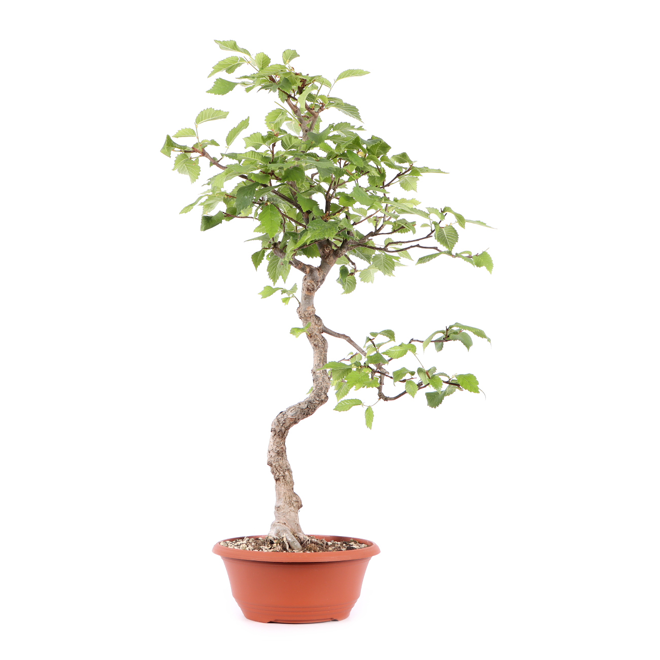 Seitenansicht rechts