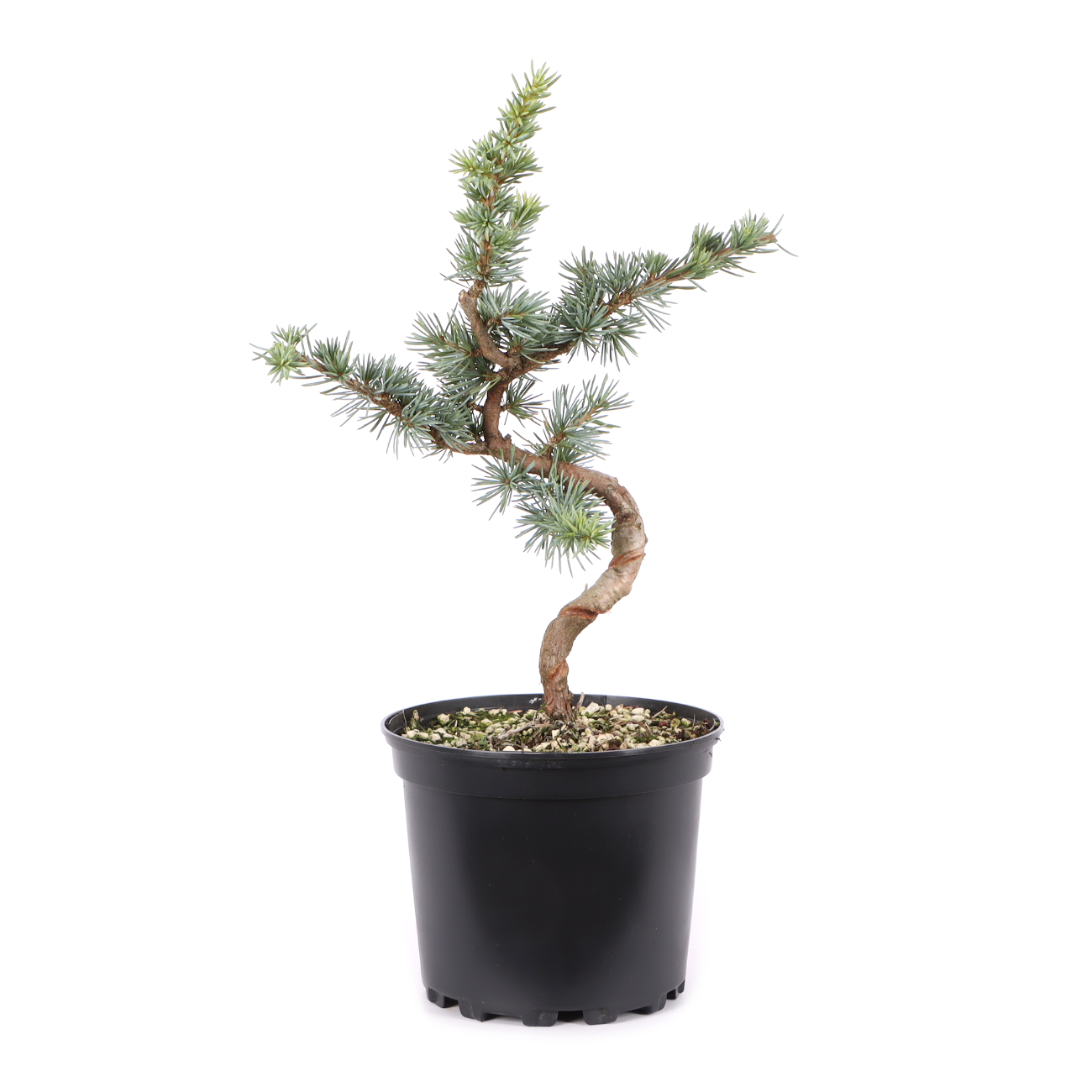Cedrus atlantica 'Glauca'