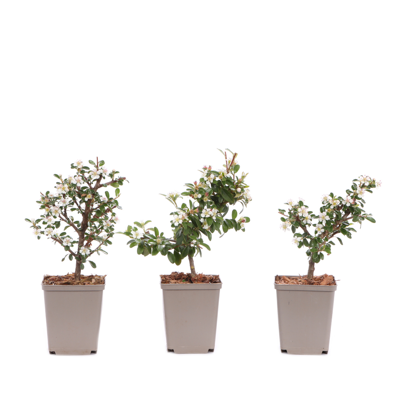 Cotoneaster dammeri 'Skogholm'