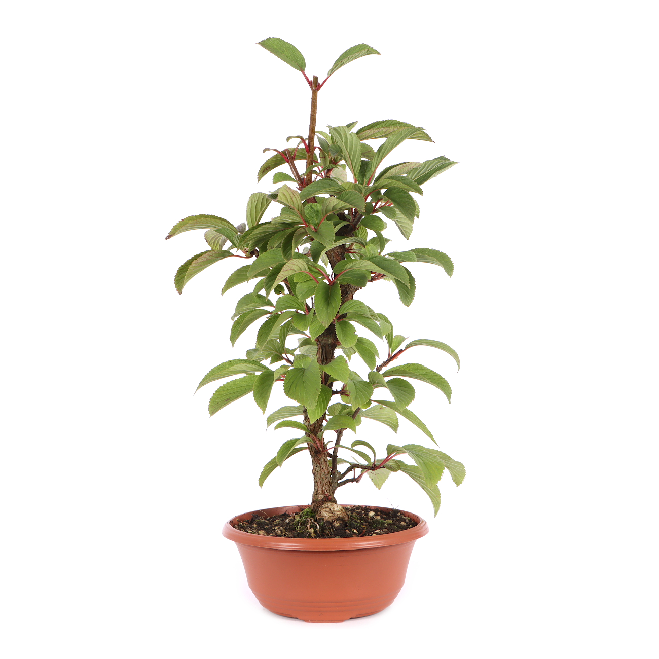 Viburnum x bodnantense 'Dawn'