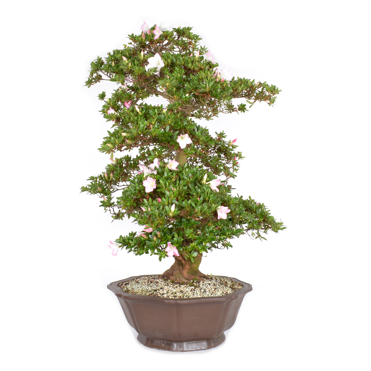 Seitenansicht rechts