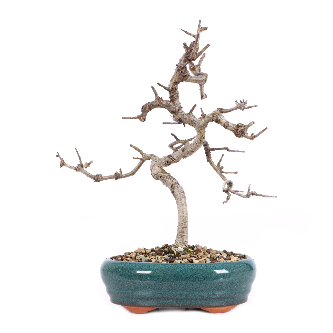 Crataegus monogyna