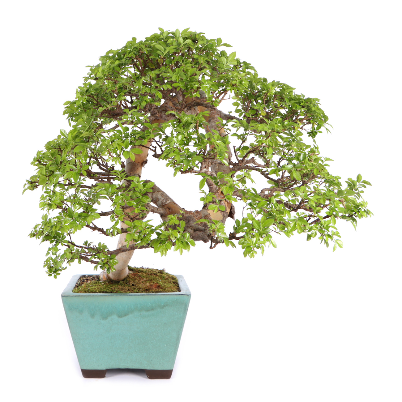 Seitenansicht rechts