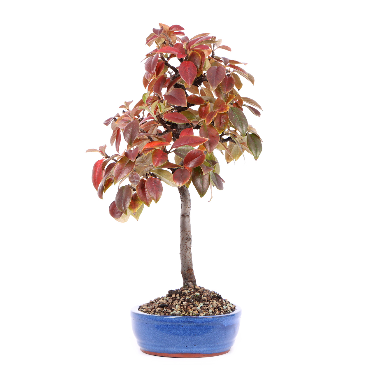 Seitenansicht rechts