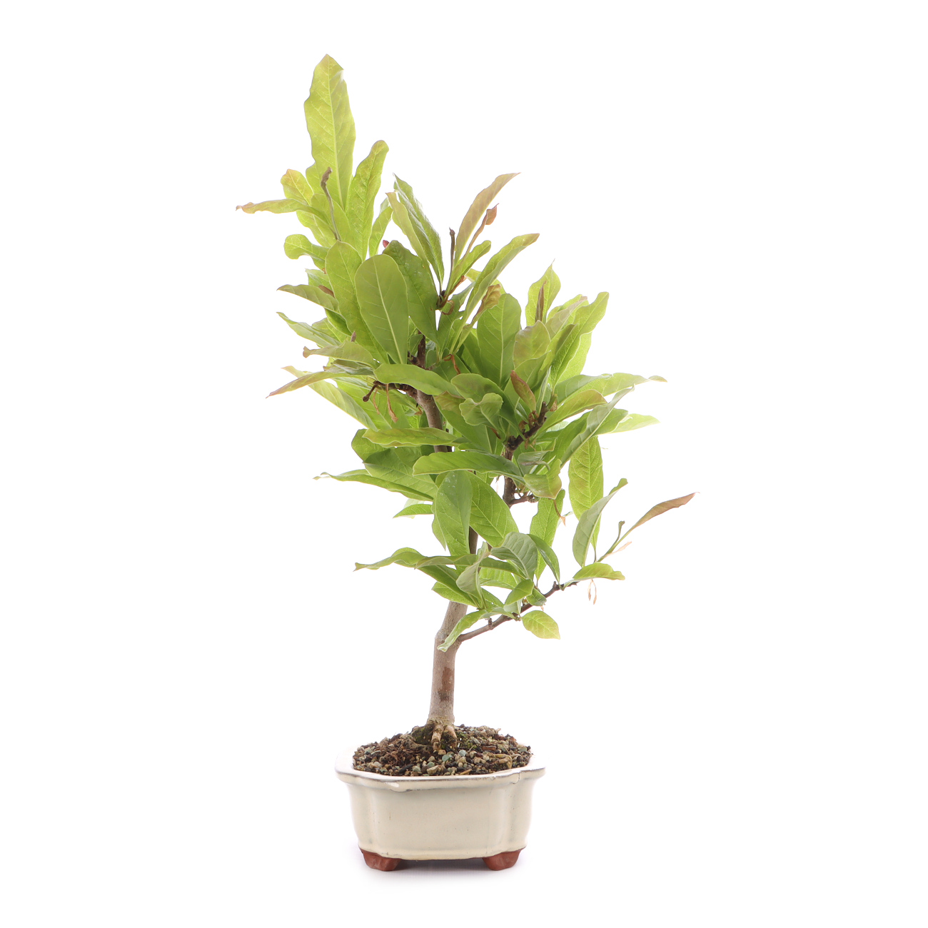 Magnolia stellata 'Royal Star'