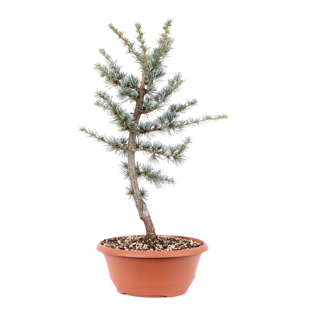Cedrus atlantica 'Glauca'