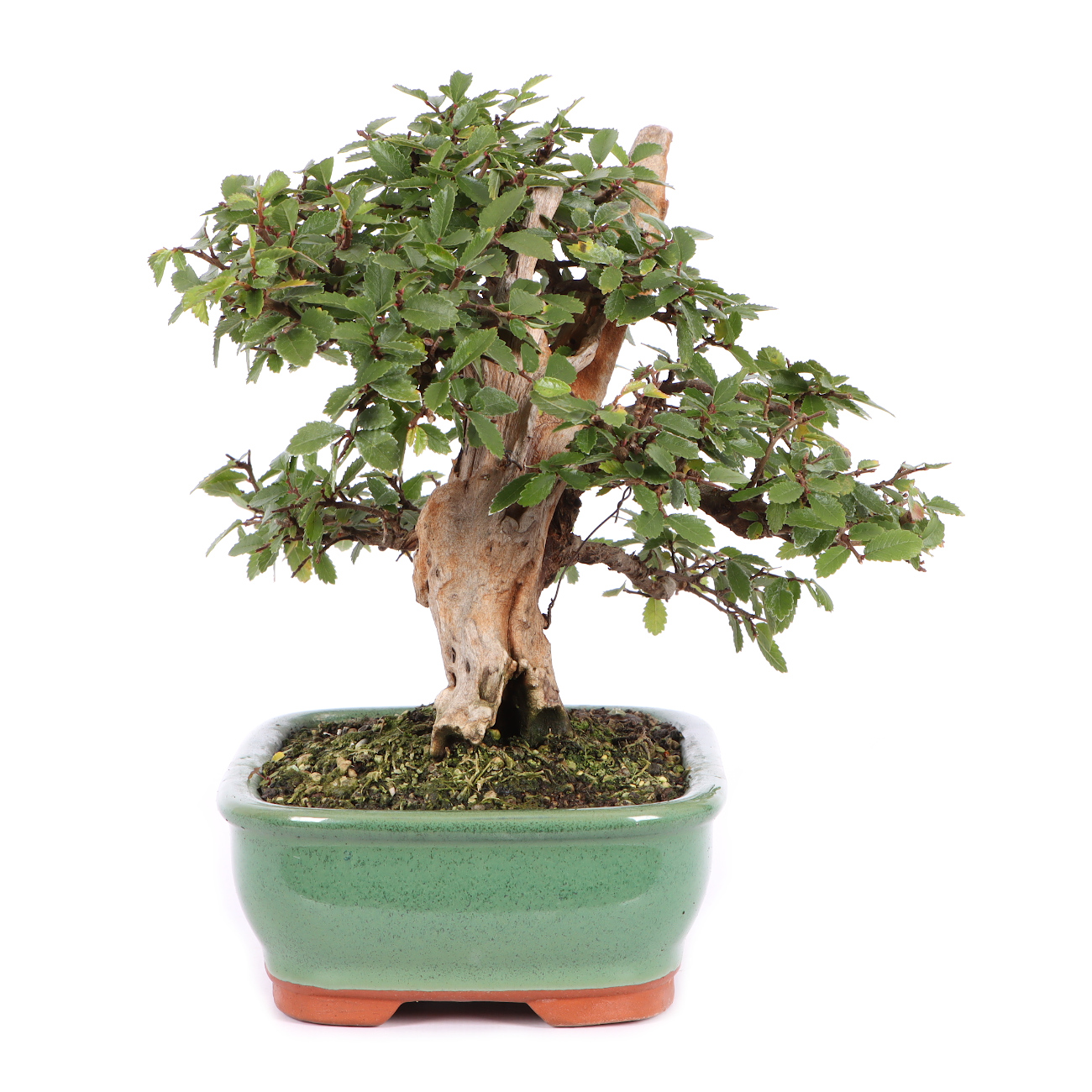 Seitenansicht rechts