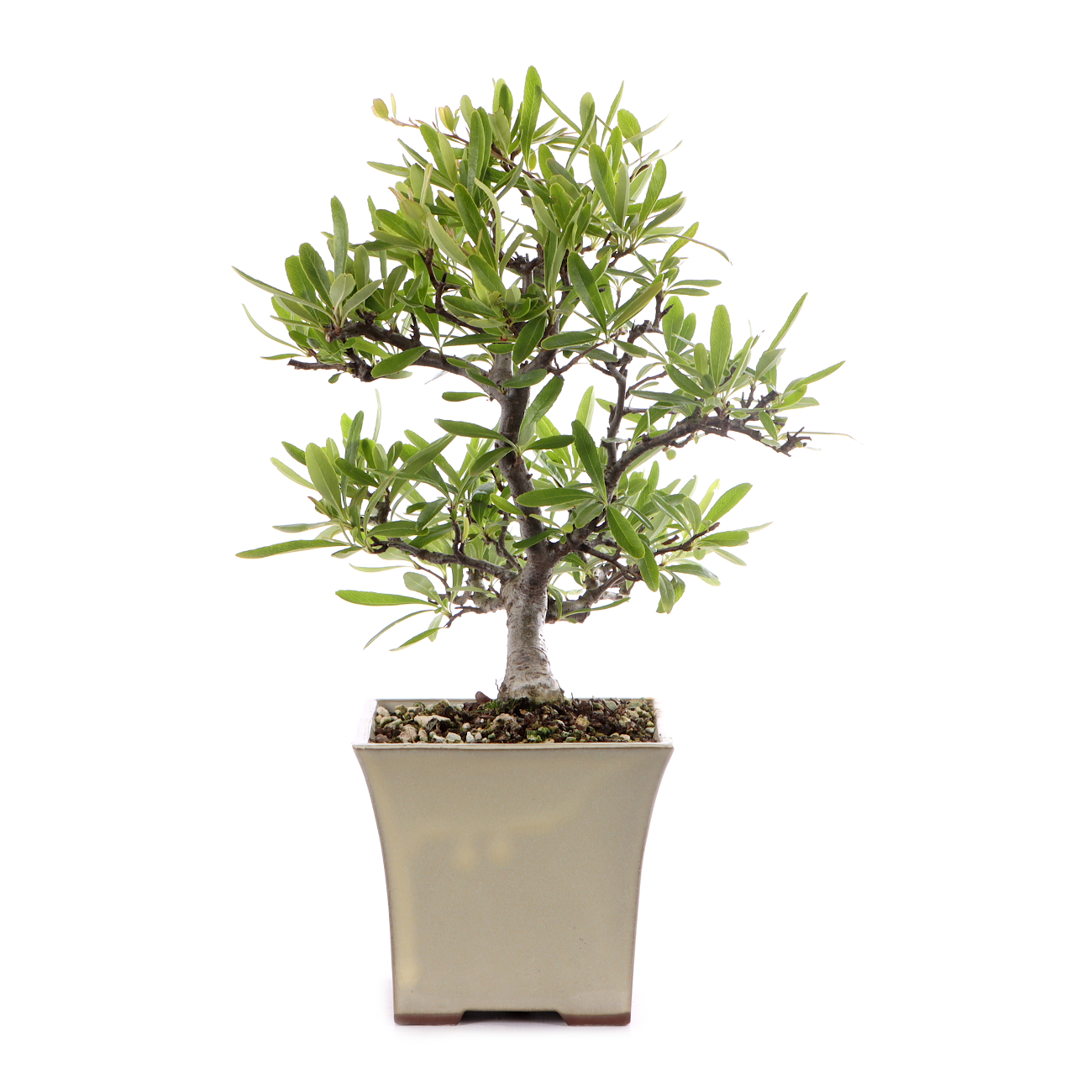 Pyracantha angustifolia