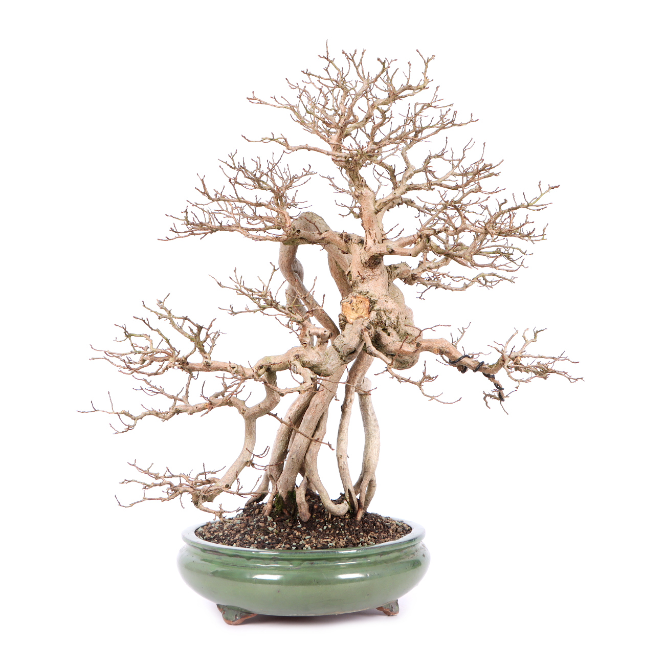 Seitenansicht rechts