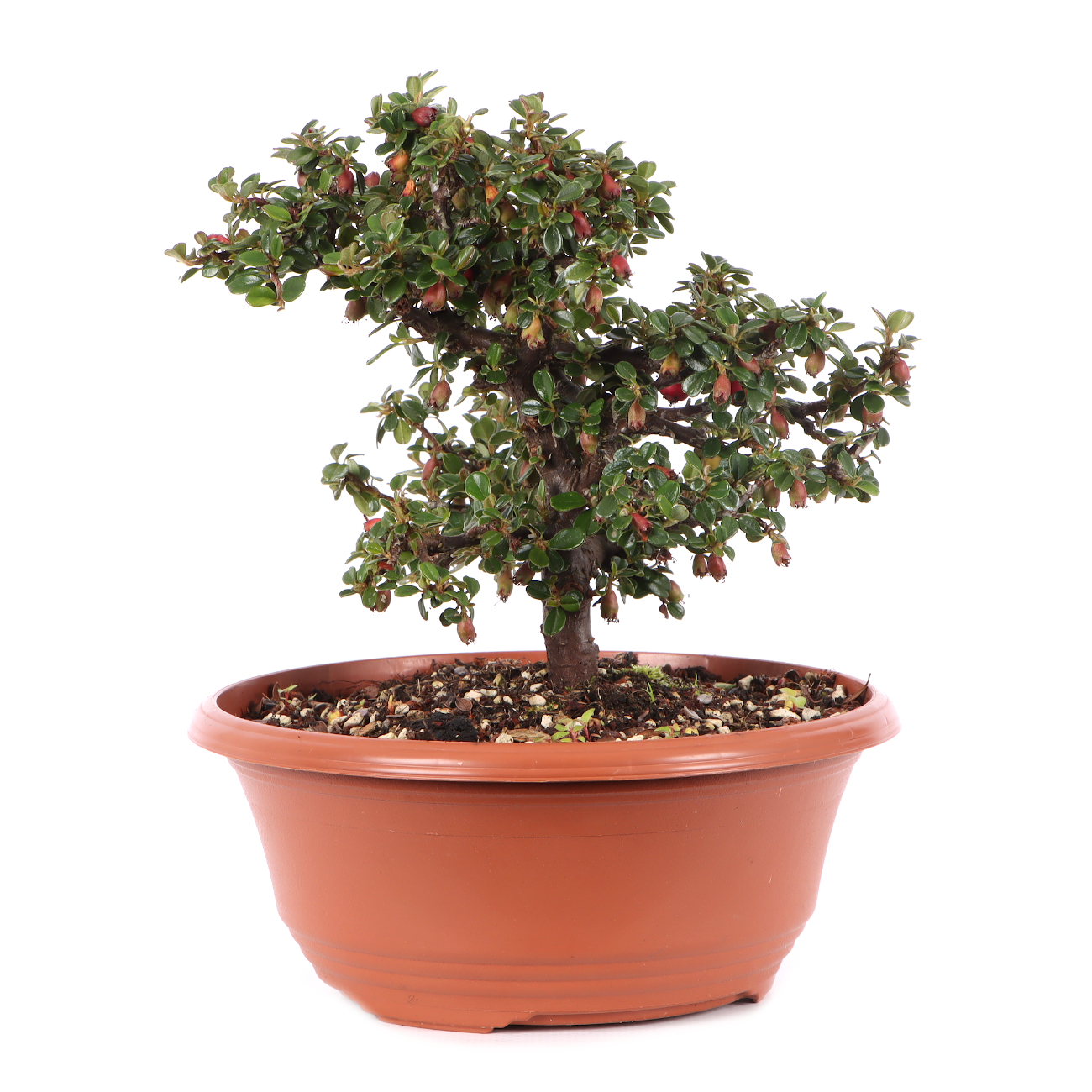 Cotoneaster microphyllus 'Cochleatus'