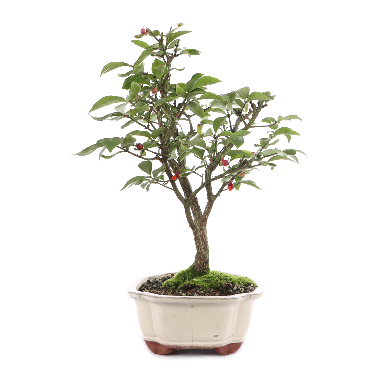 Euonymus alatus 'Compactus'