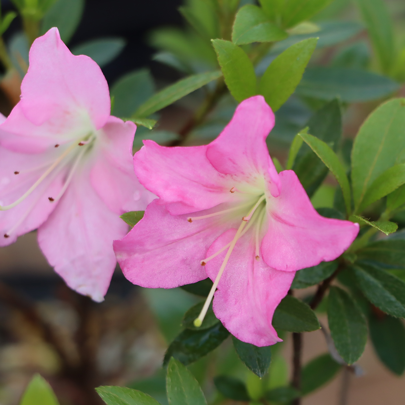 Rhododendron indicum 'Karenbana'