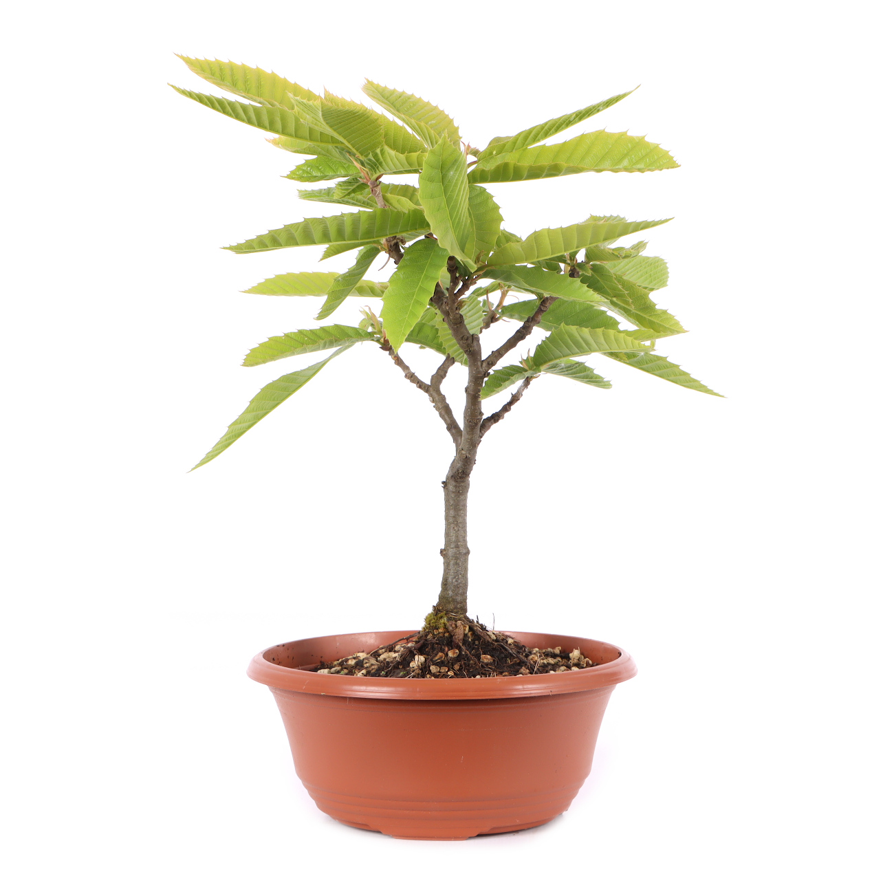 Castanea sativa