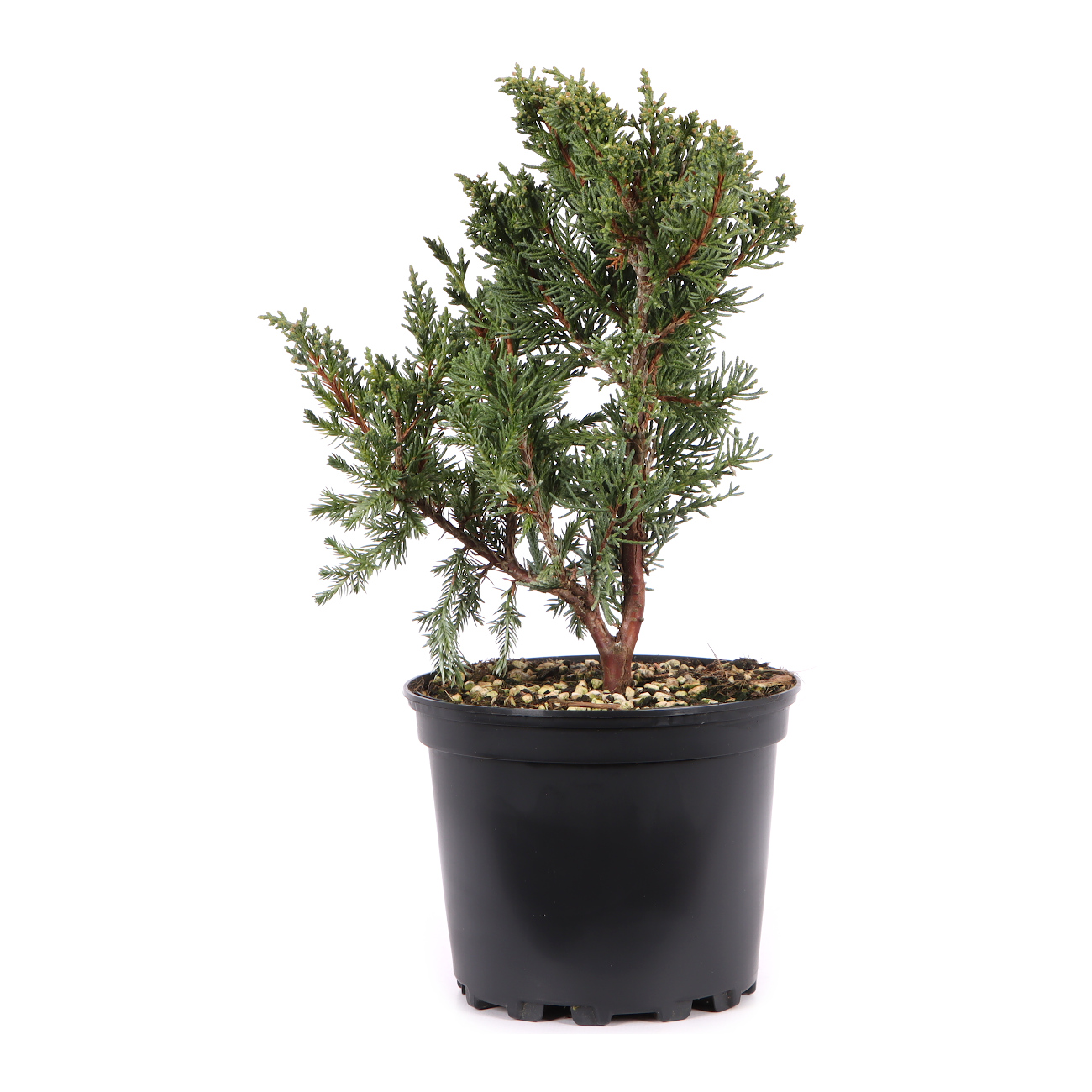 Juniperus chinensis ‘Blaauw‘