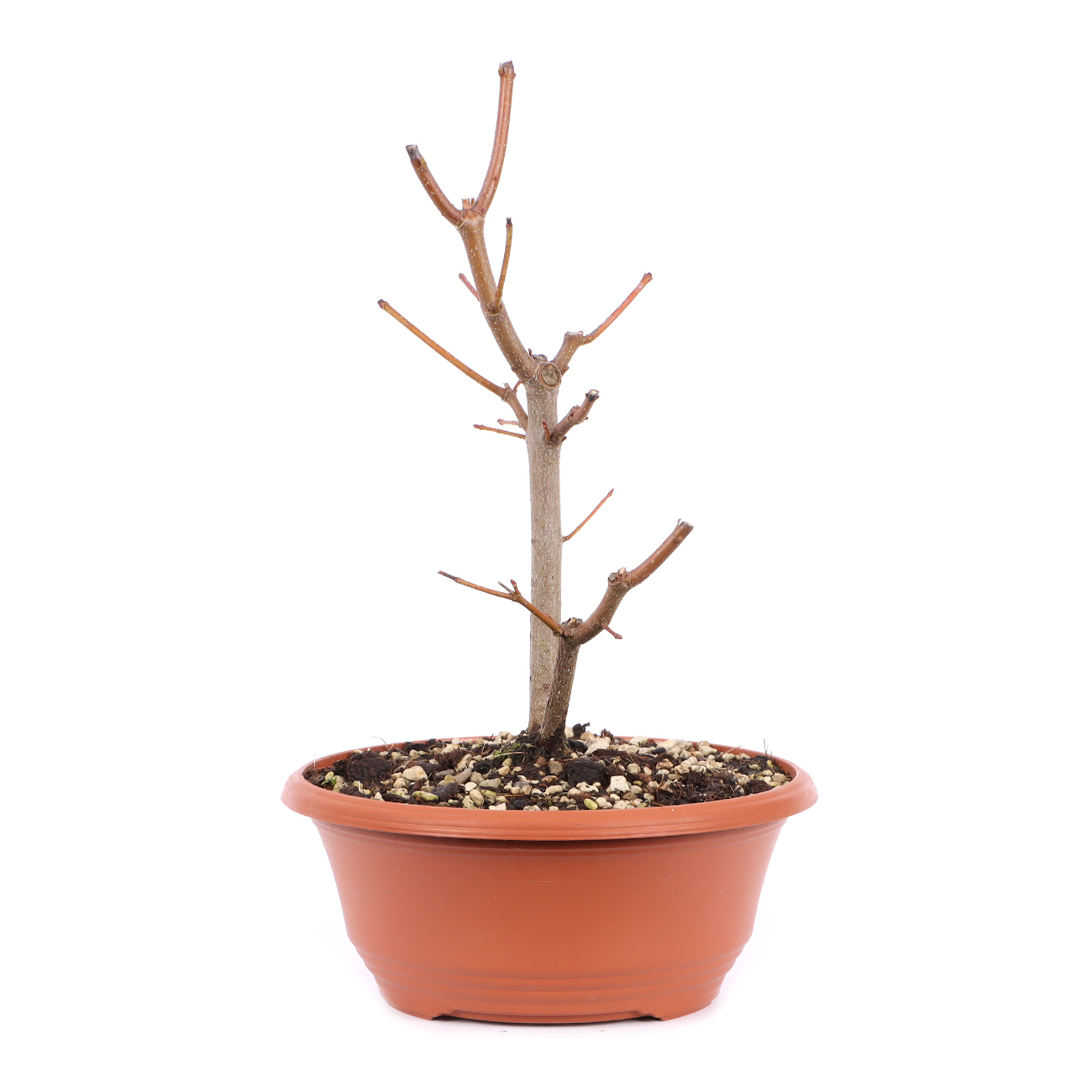 Seitenansicht rechts