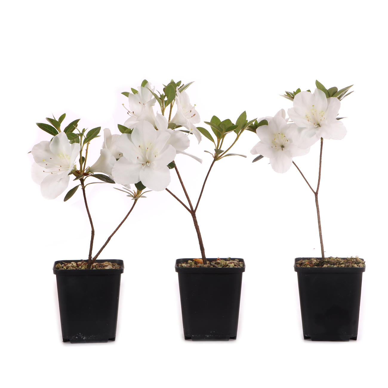 Rhododendron indicum 'Yamato-no-Hikari'