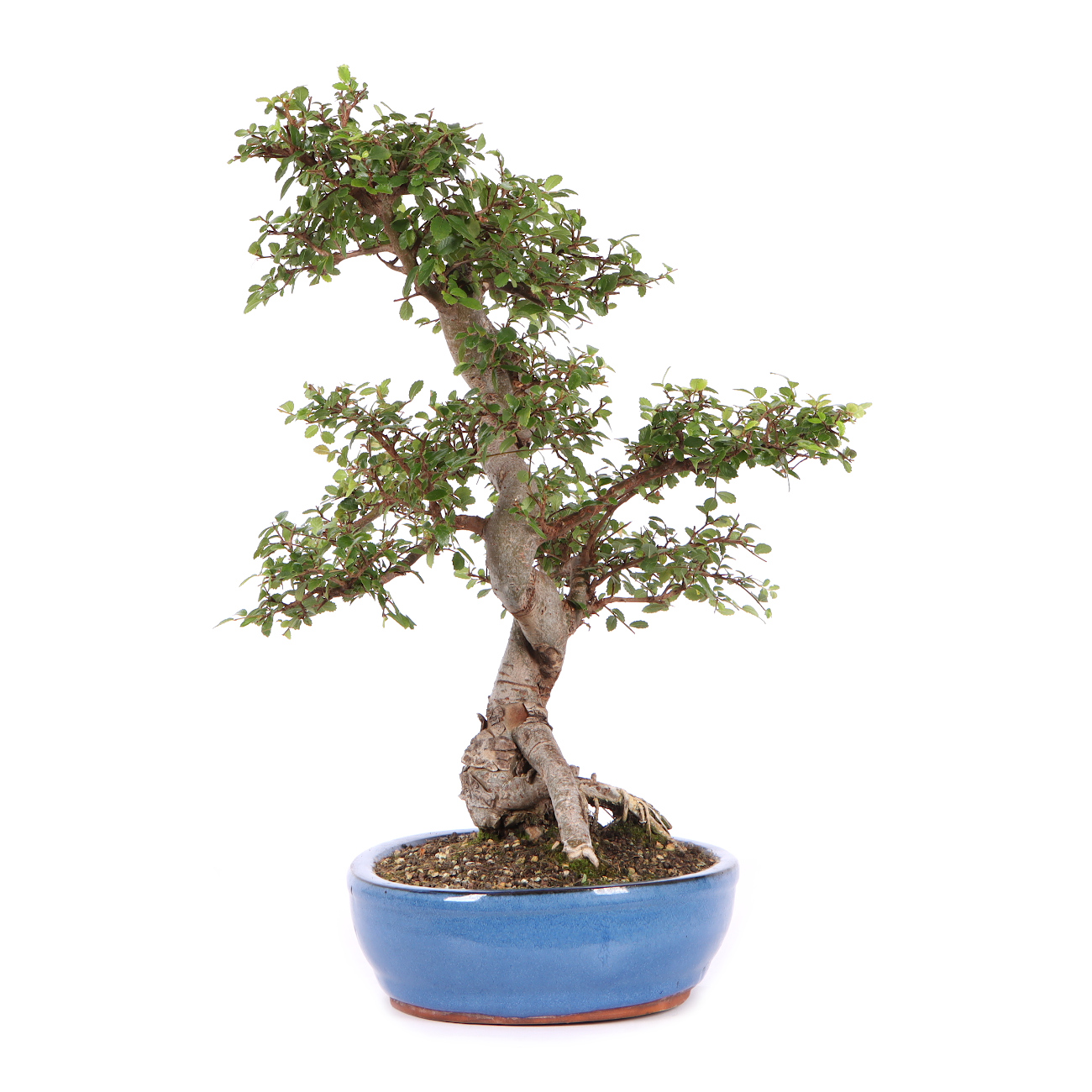 Seitenansicht rechts