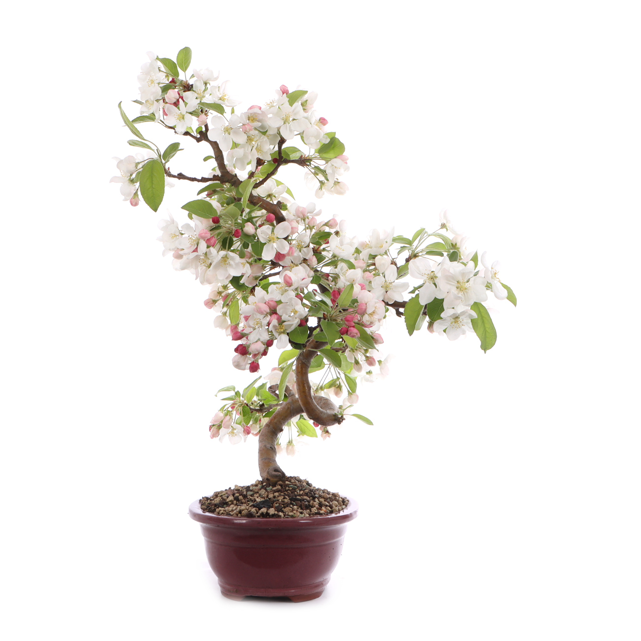 Malus spec.