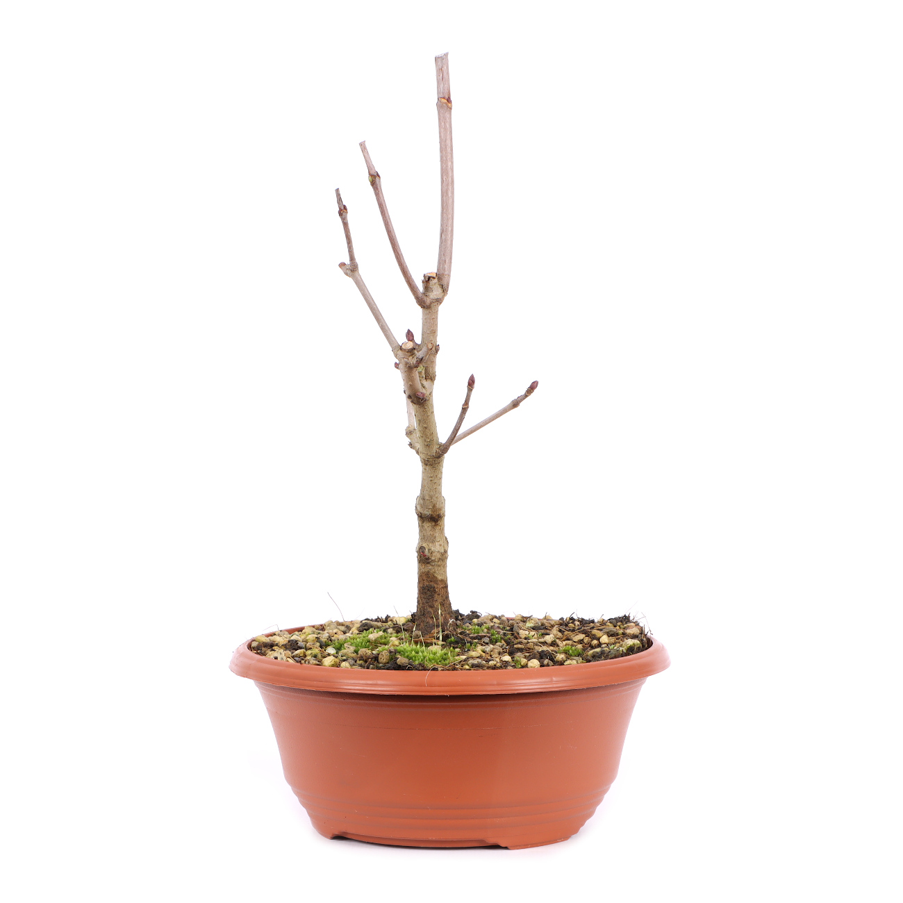 Seitenansicht rechts