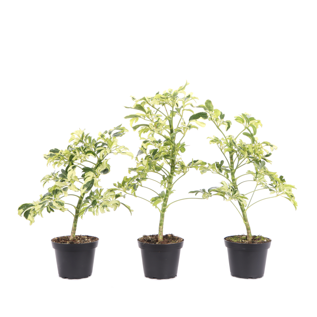 Schefflera arboricola 'Janine'